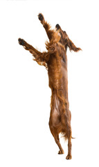 Fototapeta premium Irish Setter