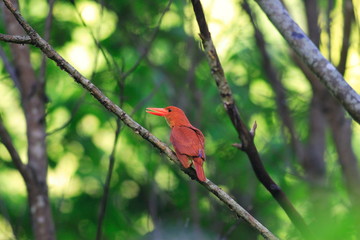 Ruddy Kingfisher (Halcyon coromanda major) in Japan