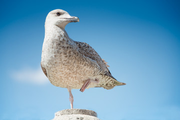 Young herring gull at the first winter