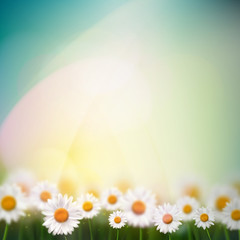 Natural Background with Camomiles