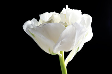 Fresh white tulip on black background