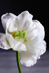 Fototapeta na wymiar Fresh white tulip on gray background