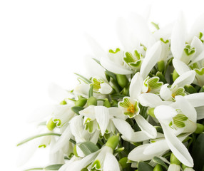 beautiful snowdrops isolated on a white background