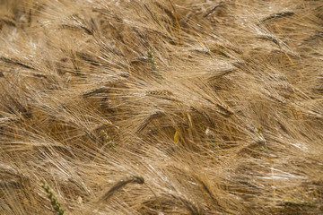Wheat field sunny day summer texture