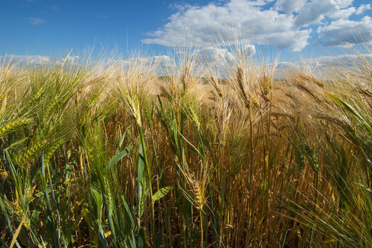 Wheat field sunny day summer texture