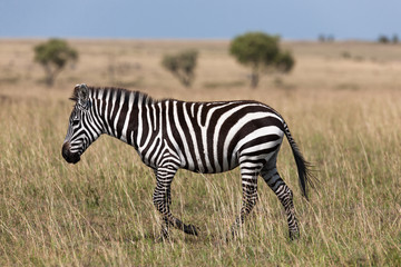 Fototapeta na wymiar herd of zebras in the savanna of the Masai Mara