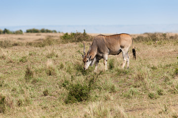 Naklejka na ściany i meble elanantelope in the Masai Mara