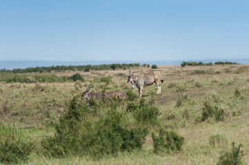 Naklejka na ściany i meble elanantelope in the Masai Mara