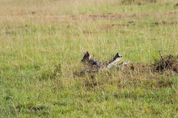 jackal little hunter in the savanna of Africa