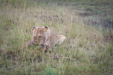 Lion lying in the savanna of Masai Mara