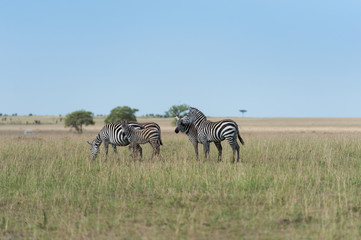 Fototapeta na wymiar herd of zebras in the savanna of the Masai Mara