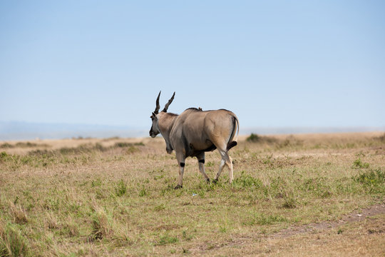 elanantelope in the Masai Mara