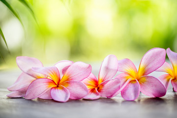 Tropical Frangipani on wooden table for spa concept
