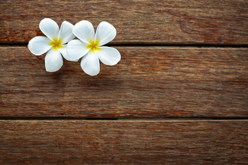 White frangipani on wooden background