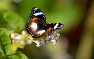 colorful butterfly feeding on a white flower