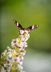 colorful butterfly ready to fly