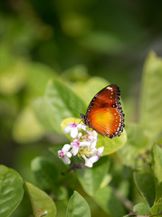 butterfly feeding on a summer flower against green background