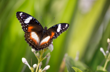 Butterfly with open wings