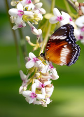 exotic butterfly on the flowers early