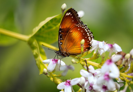 Beautiful butterfly standing on flower