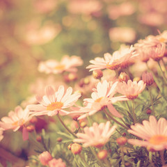 flower meadow vintage retro