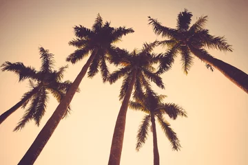 Papier Peint photo Lavable Palmier cocotier arbre coucher de soleil silhouette vintage rétro