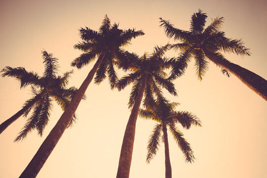 coconut palm tree sunset silhouette vintage retro