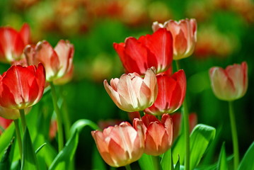 Pink & Red tulip in sun light