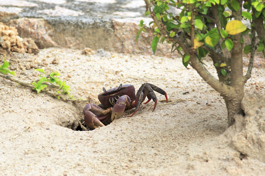 Land crab sitting near its burrow.