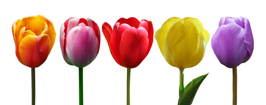 Wundersch&ouml;ne Tulpen