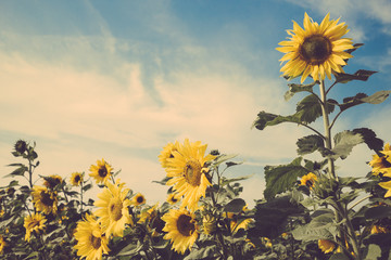 zonnebloem bloem veld blauwe lucht vintage retro