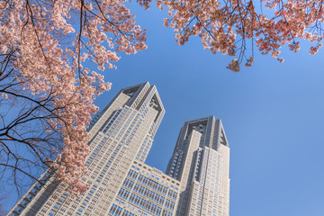 東京都庁と桜 Cherry and Tokyo Metropolitan Government