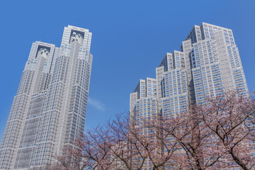 Obraz premium 東京都庁と桜 Cherry and Tokyo Metropolitan Government