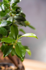 Natural home coffee on wooden table