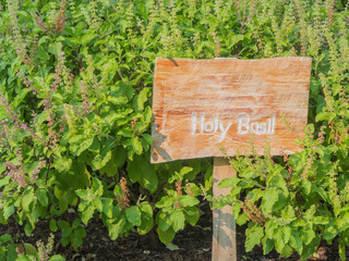 wood board in front of Holy brazil plant