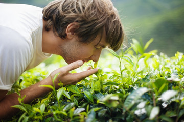 Young Man Smelling Tea Leaves