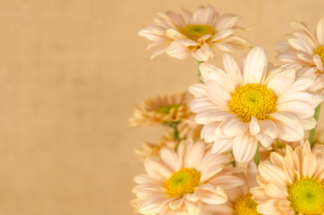 Fototapeta premium flowers background