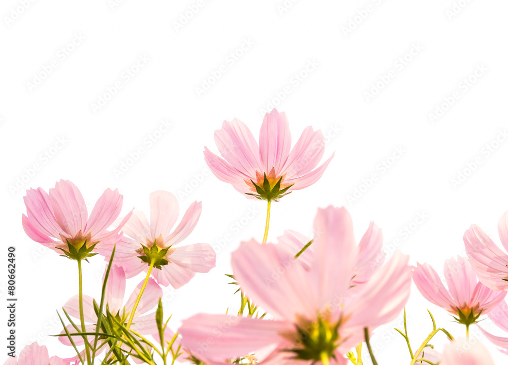 Wall mural cosmos flowers isolated white background