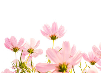 cosmos flowers isolated white background