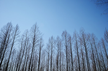 Metasequoia 