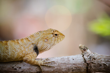 close-up of Wild lizard