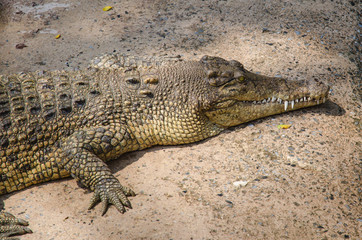 Big crocodiles resting in a crocodiles farm