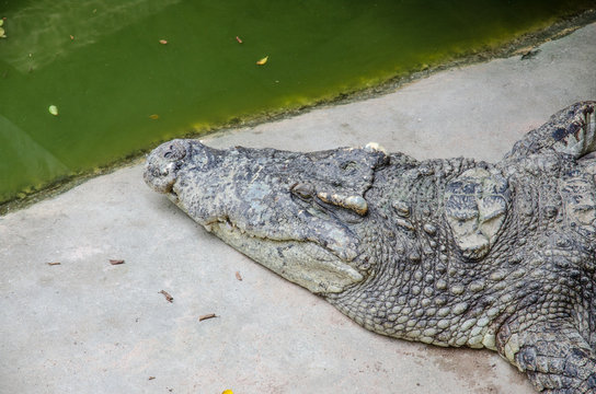 Big crocodiles resting in a crocodiles farm