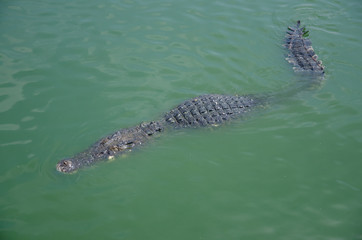 Big crocodiles resting in a crocodiles farm