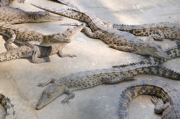 Big crocodiles resting in a crocodiles farm