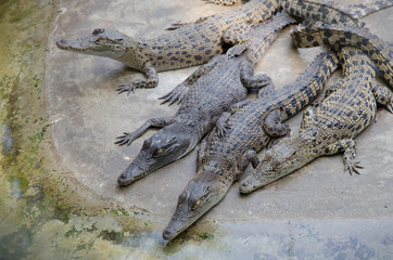 Big crocodiles resting in a crocodiles farm