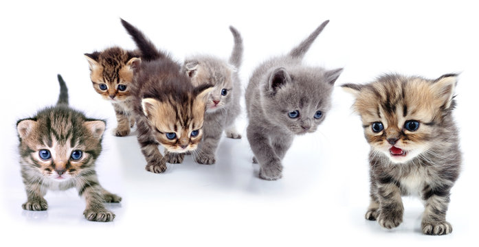 studio isolated portrait of large group of kittens