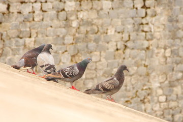Dubrovnik, a Mediterranean town