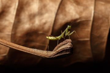 Praying Mantis - religiosa