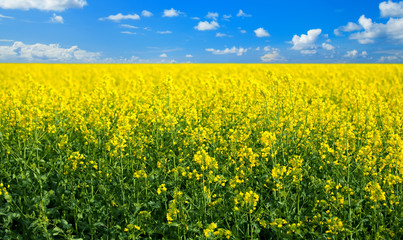 Fototapeta premium rape field